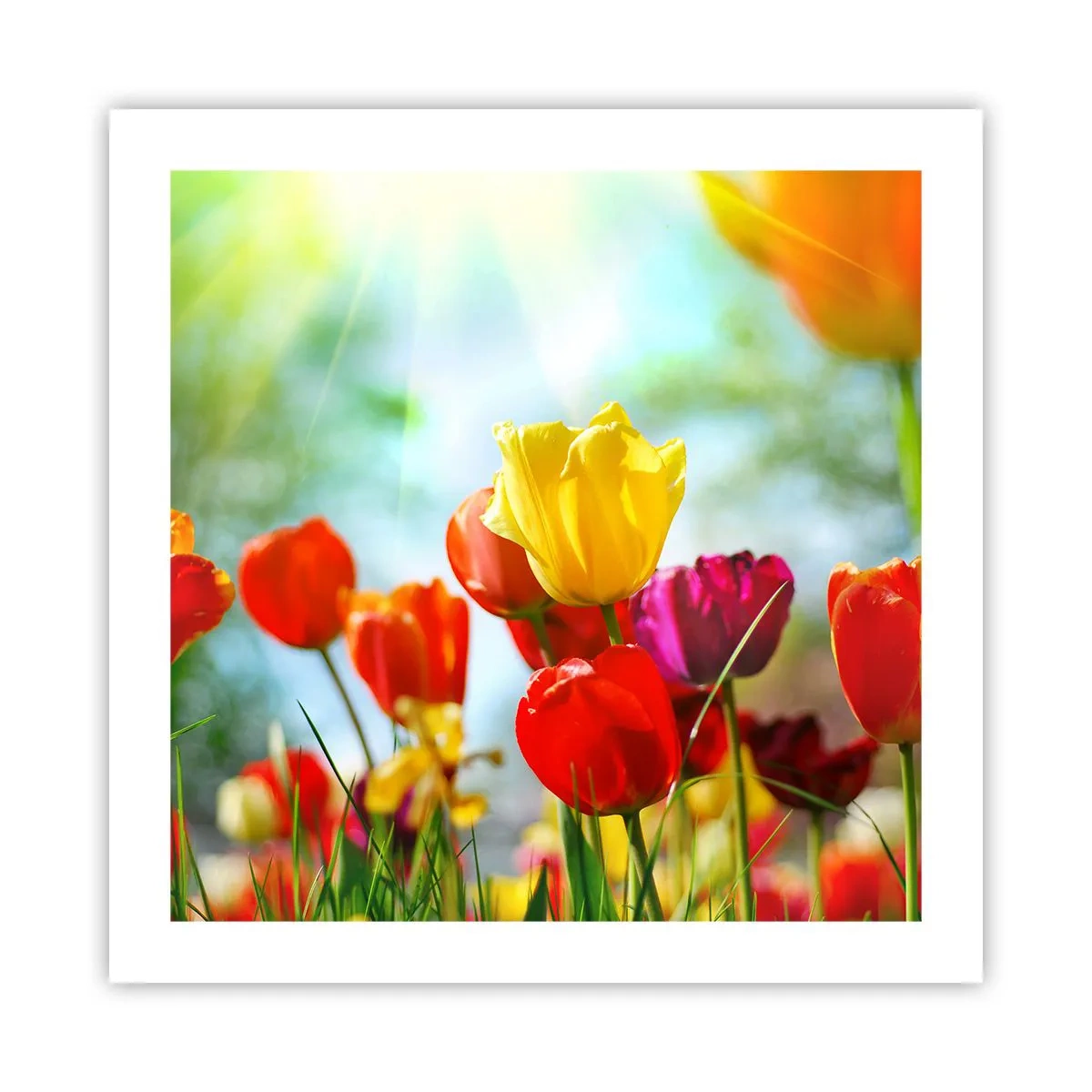 Poster - Toate culorile soarelui - 50x50 cm