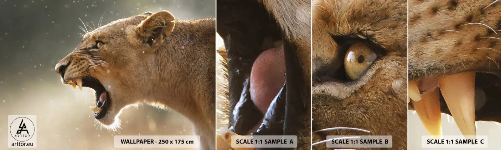 Mostră tapet autocolant Deluxe Sticker - Încearcă să nu asculți - Animale, Leu, Africa - 100x30 cm