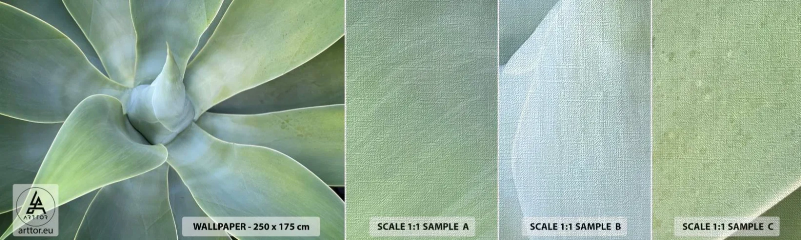 Mostră tapet Premium Canvas - Nașterea verdeții - Suculent, Agavă, Botanică - 100x30 cm