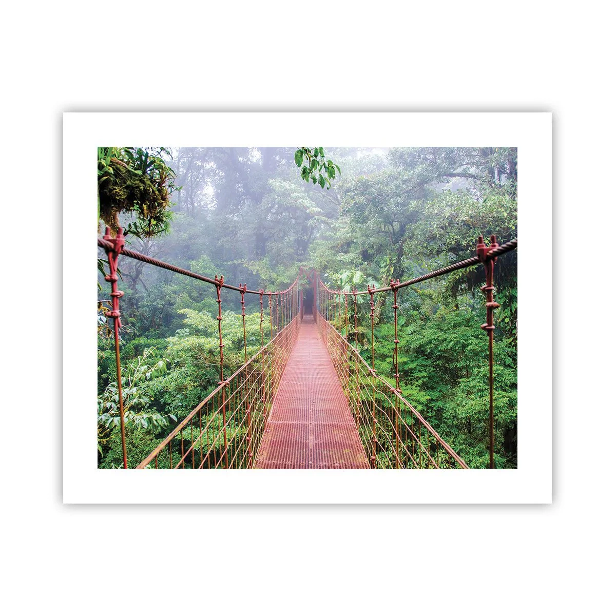 Poster - Suspendat deasupra coroanelor arborilor - 50x40 cm