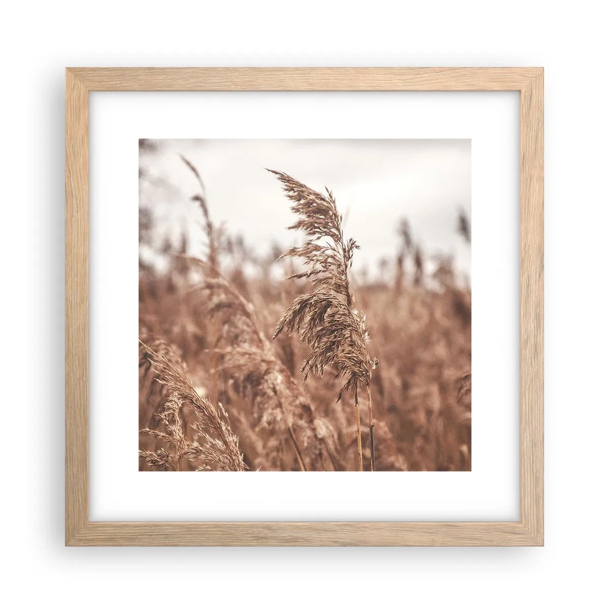 Poster în ramă de stejar deschis - Toamna pe câmpuri - 30x30 cm