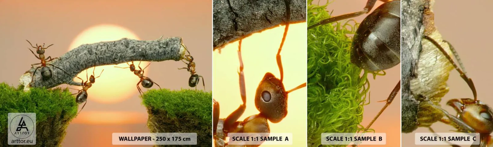 Mostră de Tapet Standard Eco - Cooperare veselă - Natură, Furnicile, Apus de soare - 100x30 cm