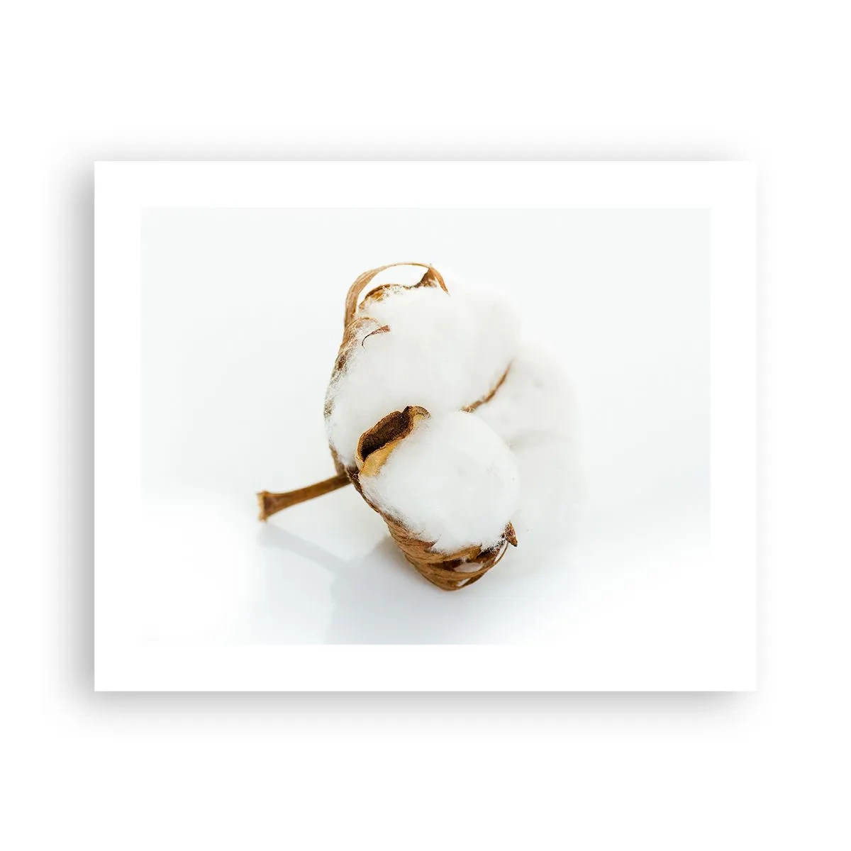 Poster - Moale prin natură - 50x40 cm