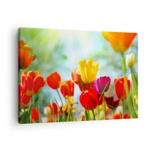 Tablou pe pânză Canvas - Lalele colorate în soare - 70x50cm - Toate culorile soarelui - Decorațiune modernă pentru perete pentru living și dormitor ARTTOR
