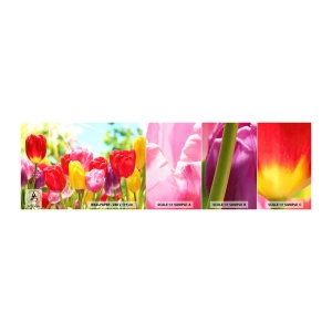 Mostră de Tapet Standard Eco - Așa suntem noi, culorile lunii mai! - Flori, Lalele, Grădină - 100x30 cm