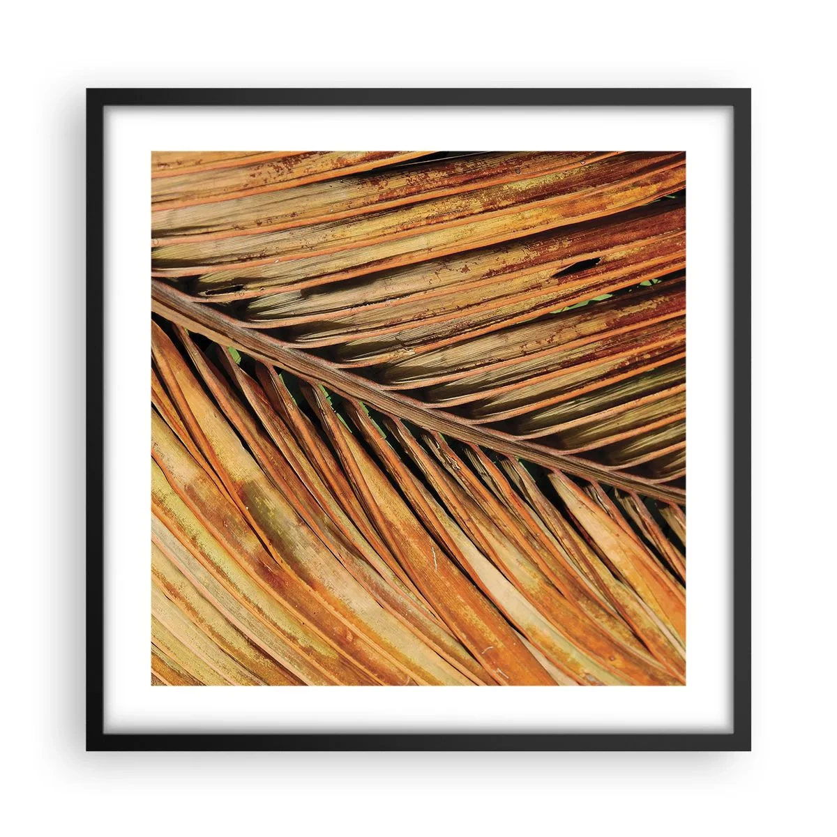 Poster în ramă neagră - Aur de nucă de cocos - 50x50 cm