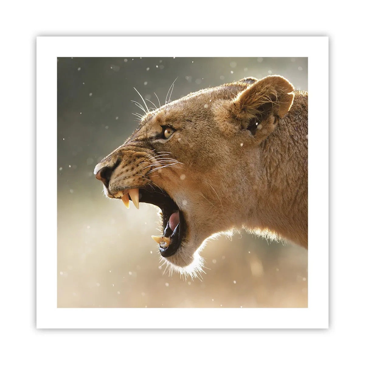 Poster - Încearcă să nu asculți - 50x50 cm