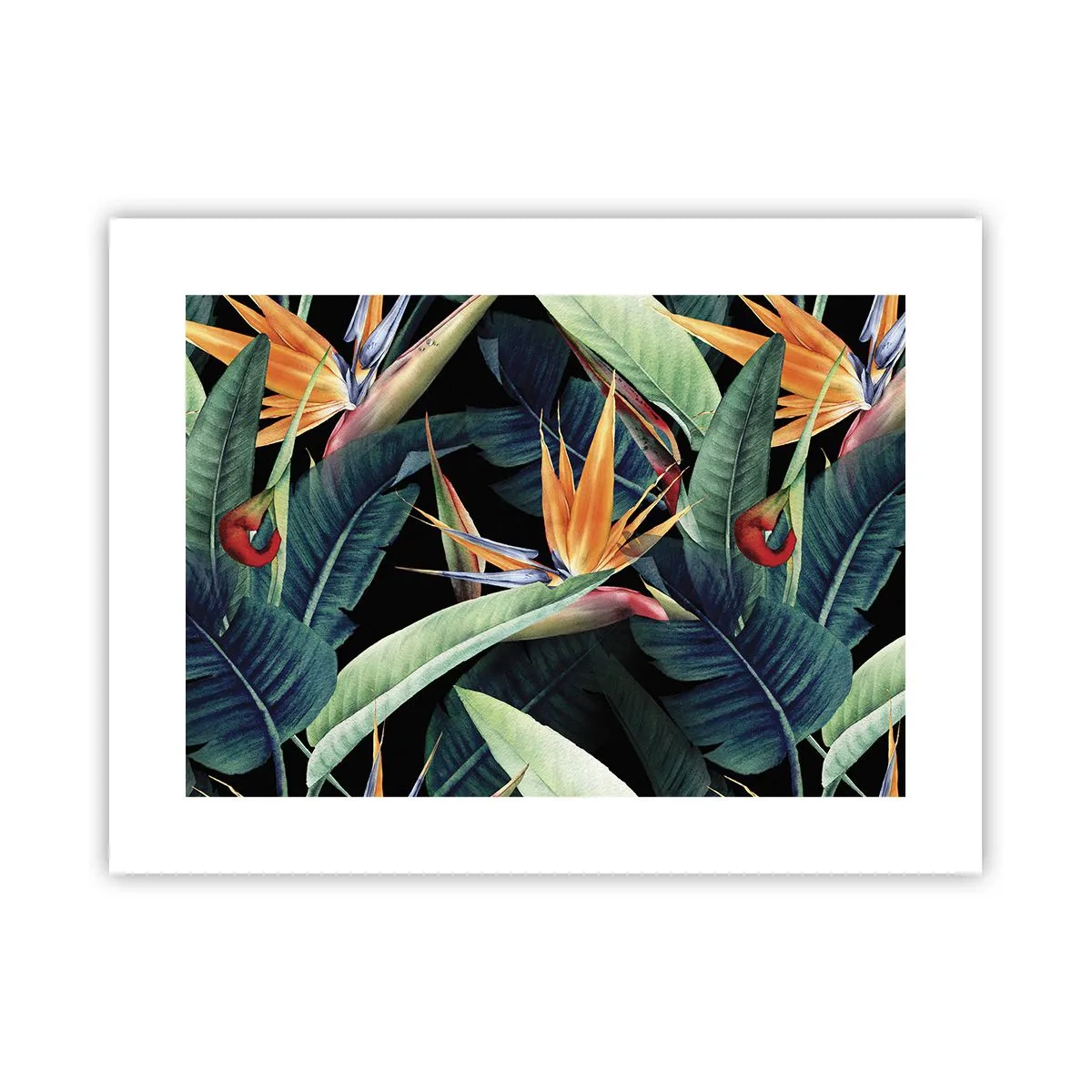 Poster - Florile de flacără ale tropicelor - 40x30 cm
