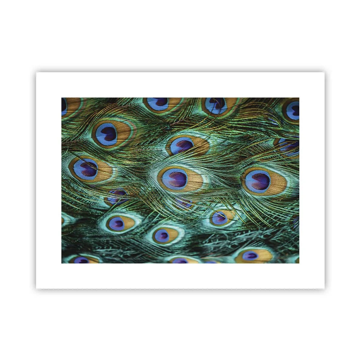Poster - O privire cu ochi de păun - 40x30 cm