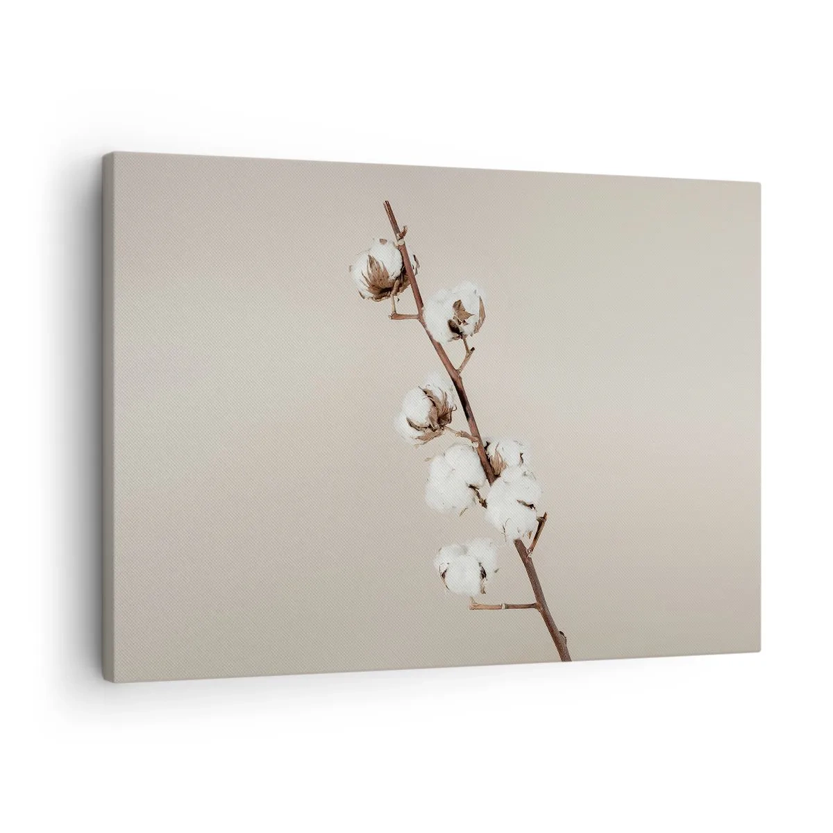 Tablou pe pânză Canvas - O crenguță de bumbac pe un fundal bej - 70x50cm - La sursa moliciunii - Decorațiune modernă pentru perete pentru living și dormitor ARTTOR
