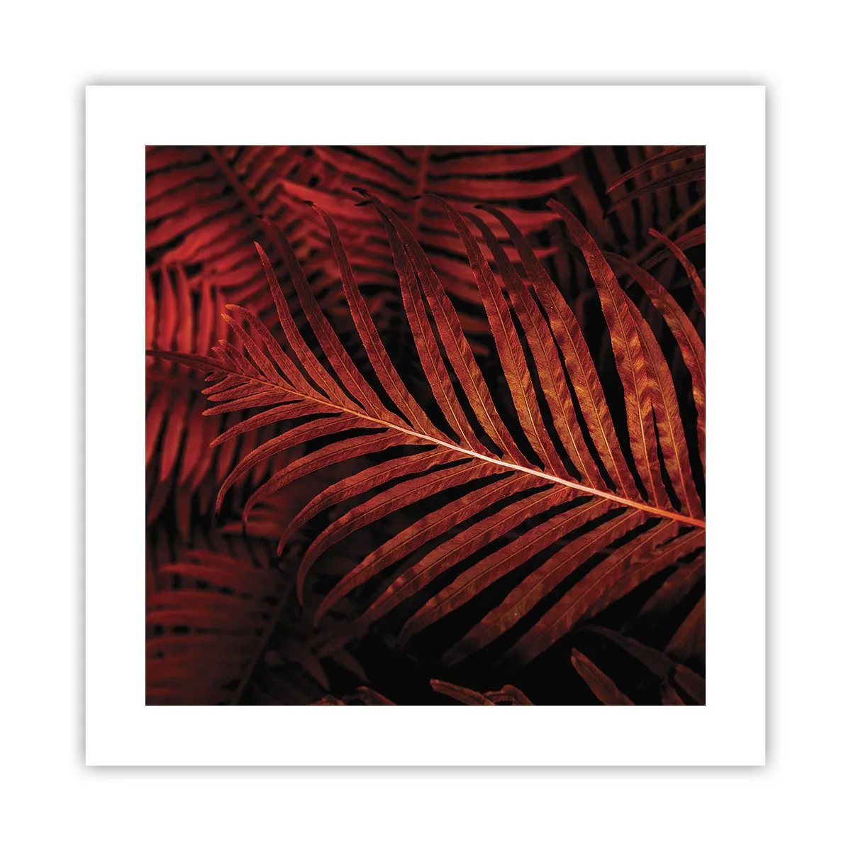 Poster - Ardoarea vieții - 40x40 cm