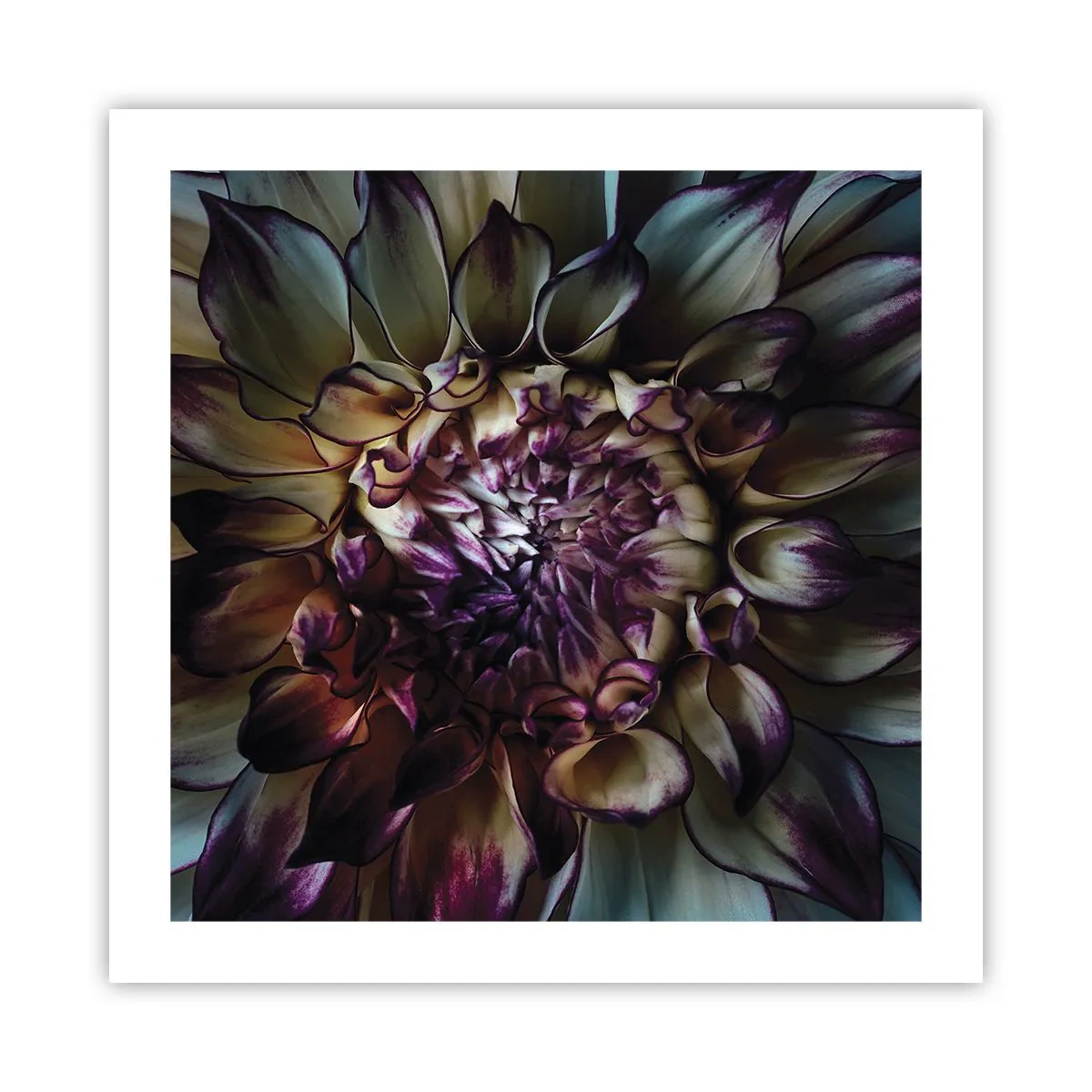 Poster - Înflorirea tinereții - 50x50 cm