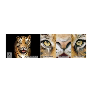 Mostră tapet Premium Canvas - Sălbăticia inimii - Animale, Tigru, Prădător - 100x30 cm