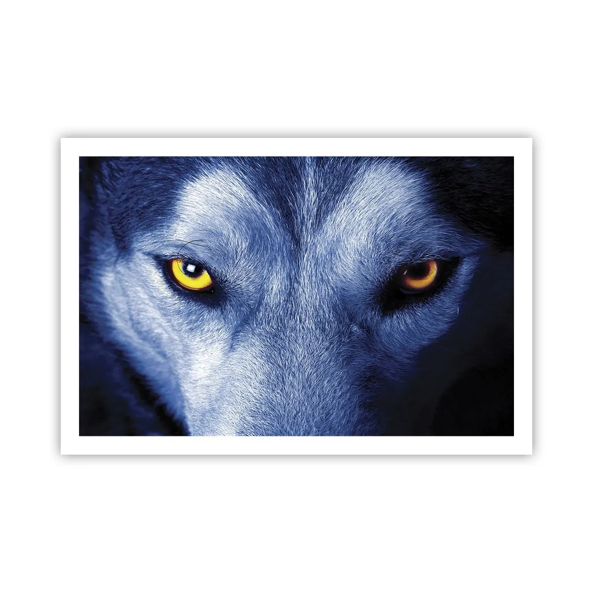 Poster - O privire hipnotizantă - 91x61 cm