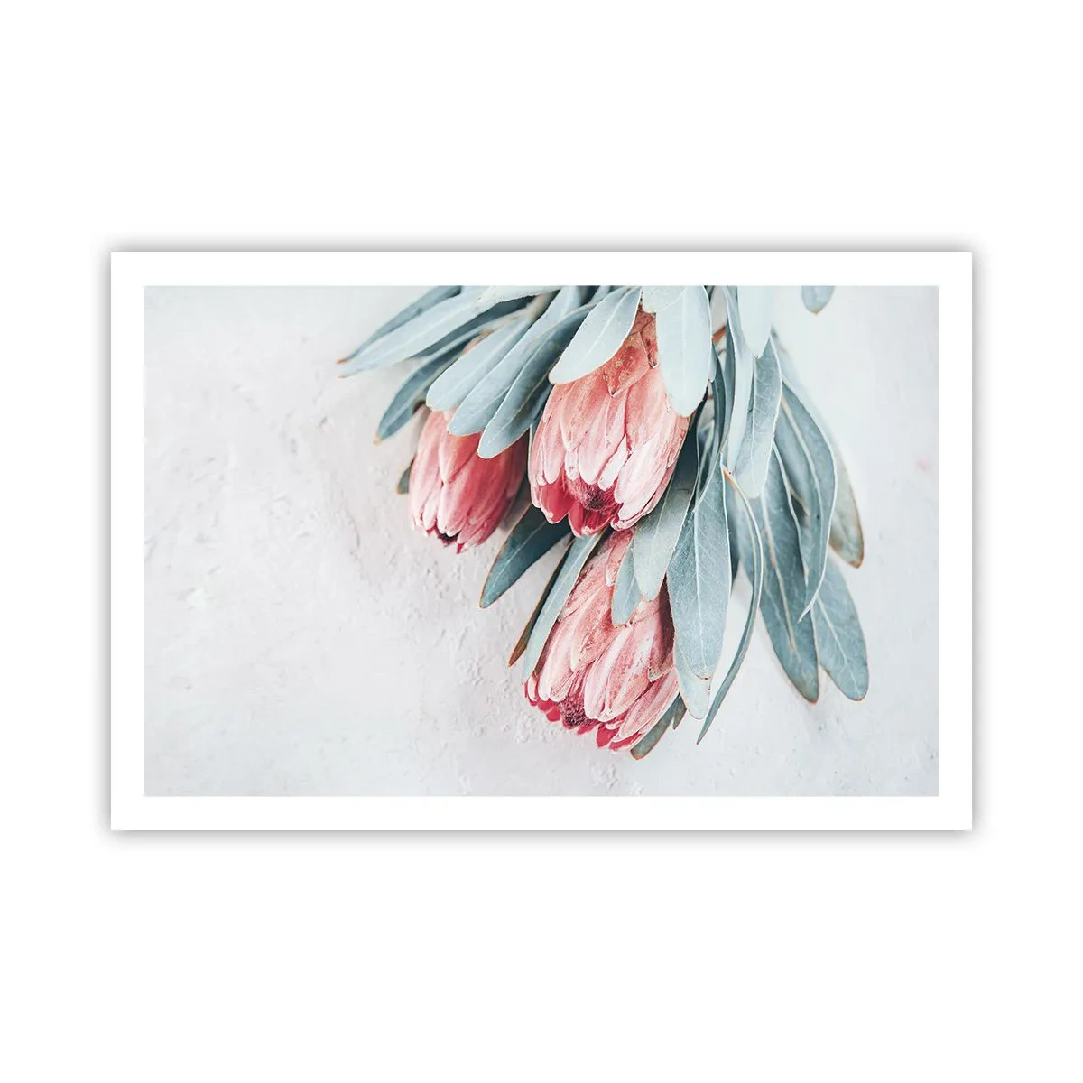 Poster - Rușinate de propria lor frumusețe - 91x61 cm