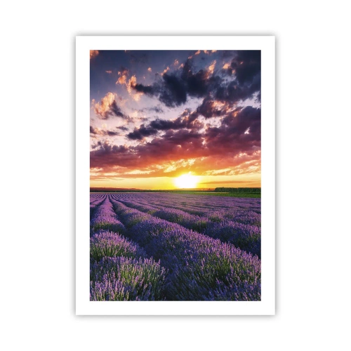 Poster - Lumea lavandei - 50x70 cm