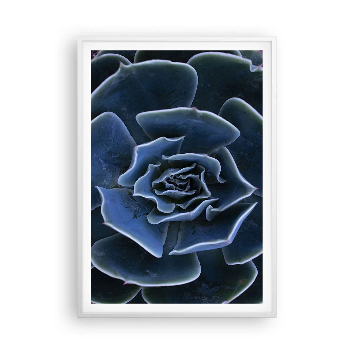 Poster în ramă albă - Floare de deșert - 70x100 cm