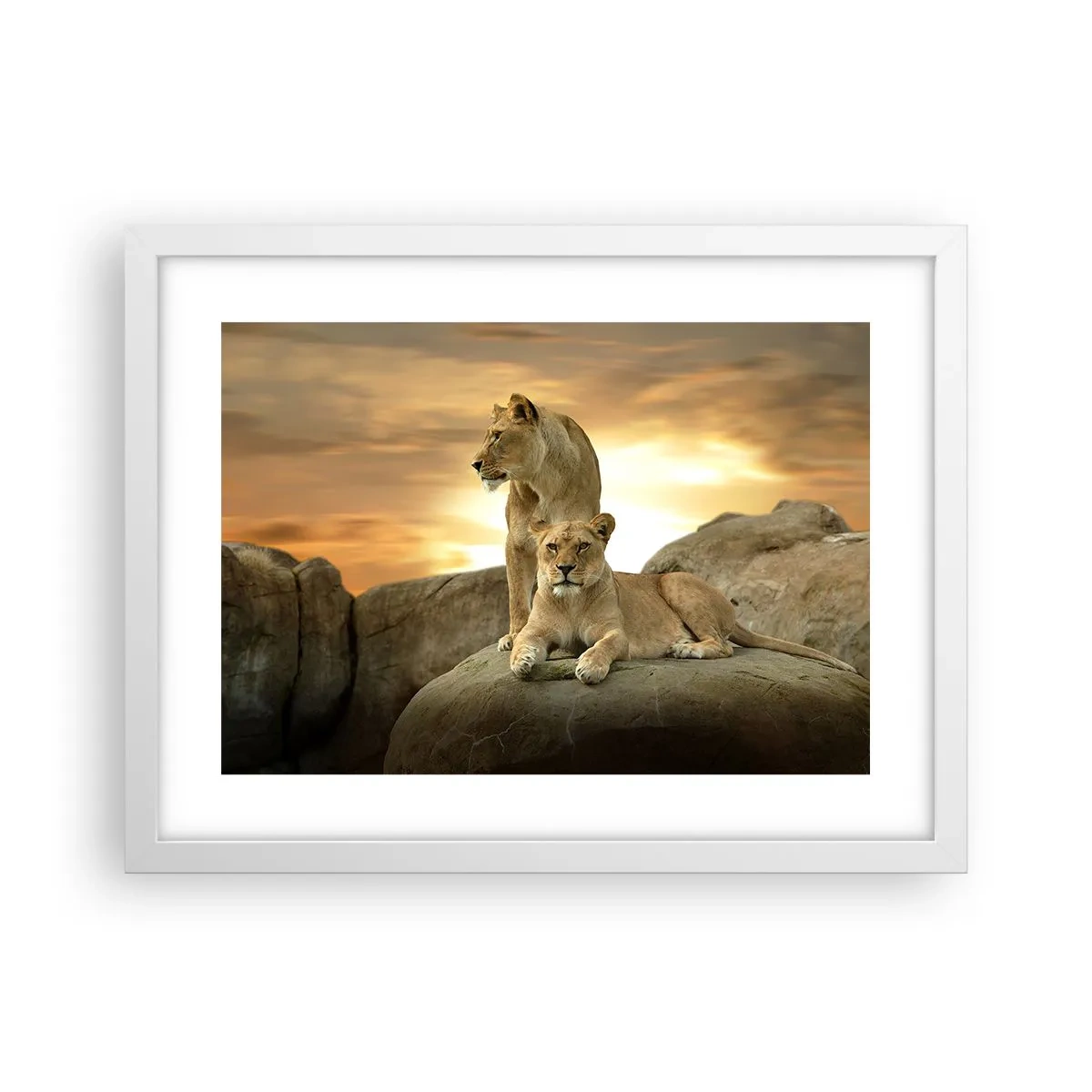 Poster în ramă albă - Maiestate regală - 40x30 cm