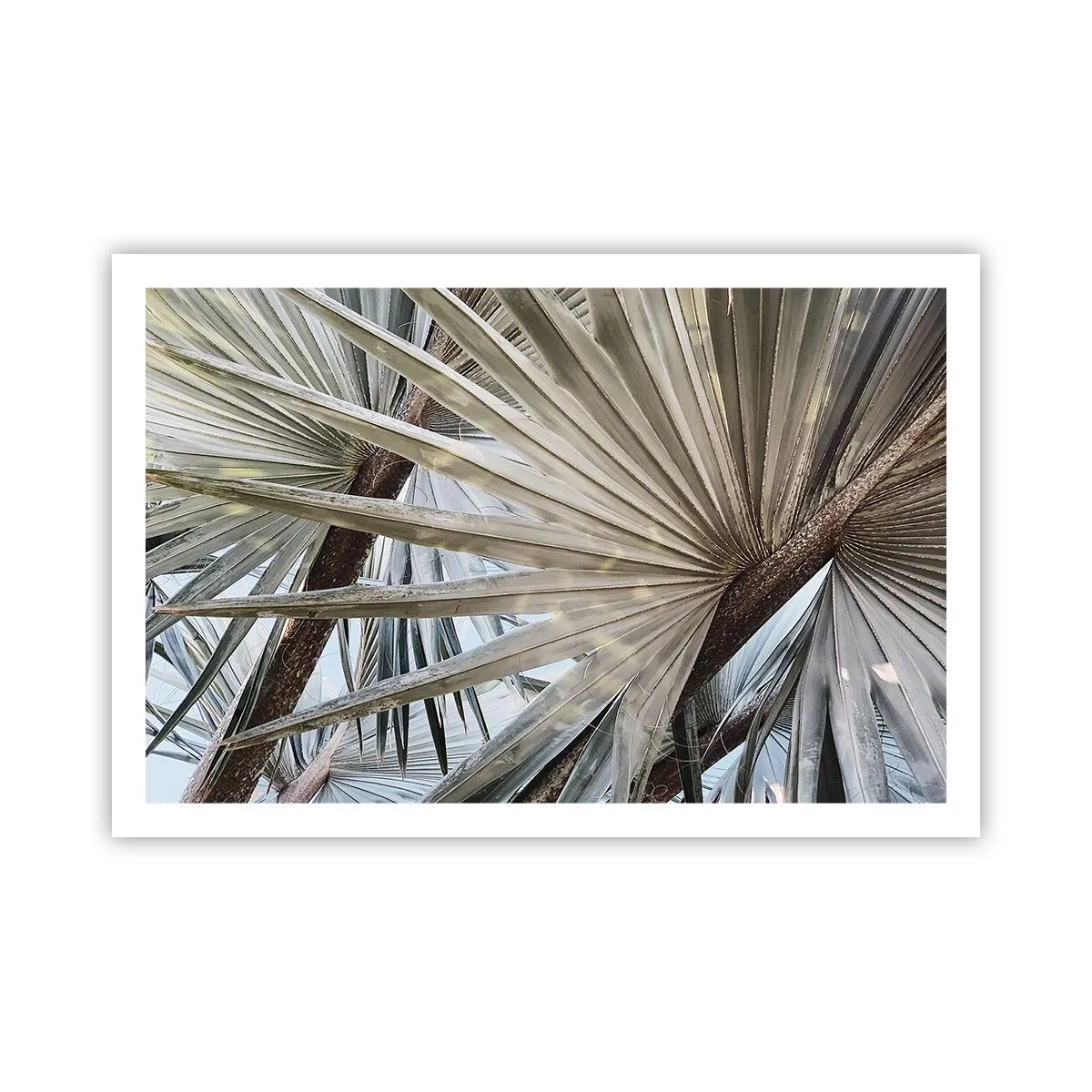 Poster - Evantaie din tropice - 91x61 cm