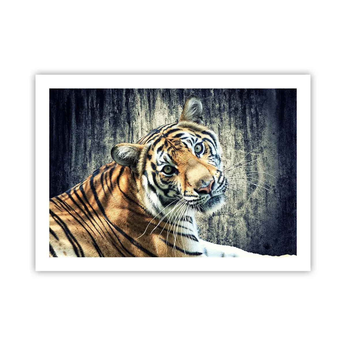 Poster - Portret în fluxuri de lumină - 70x50 cm