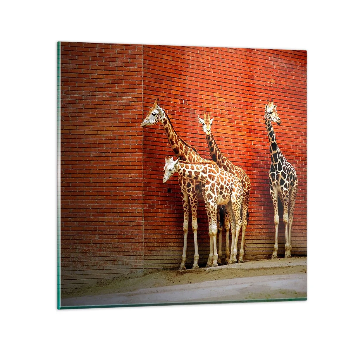 Tablou pe sticlă - Vezi vreun salcâm? - 70x70 cm