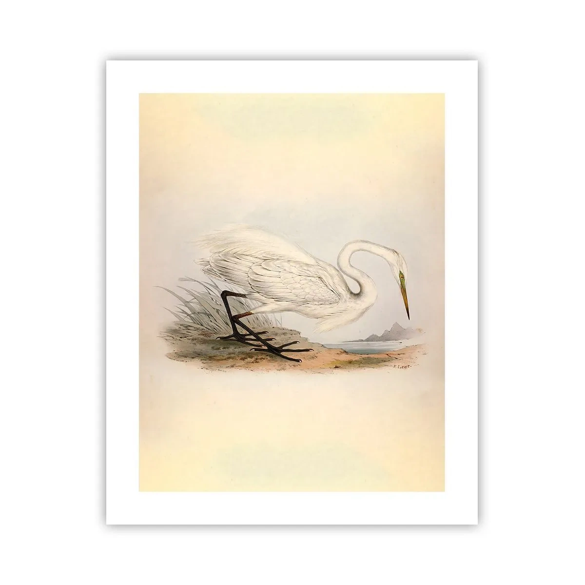 Poster - Doamna în stufărișuri - 40x50 cm
