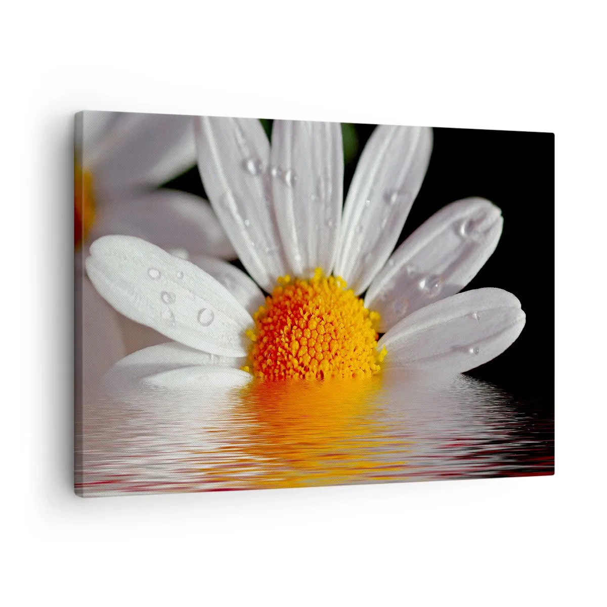 Tablou pe pânză Canvas - O margaretă albă cu picături de apă imersate într-o reflexie a apei - 70x50cm - Răsăritul soarelui al Margaretei - Decorațiune modernă pentru perete pentru living și dormitor ARTTOR