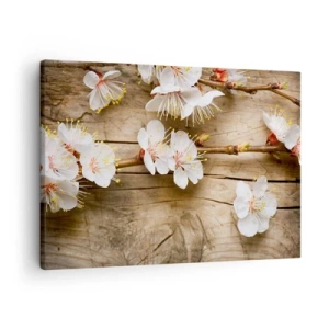 Tablou pe pânză Canvas - Ramuri de cireși înfloriți pe un fundal de placă de lemn - 70x50cm - Şi a fost primăvara - Decorațiune modernă pentru perete pentru living și dormitor ARTTOR