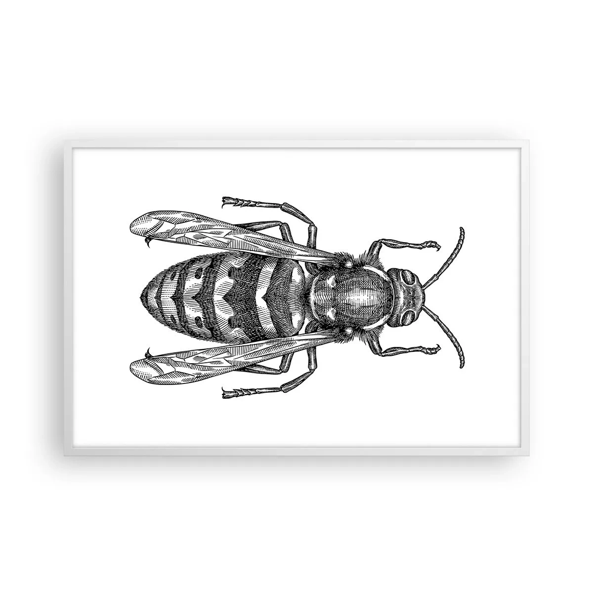 Poster în ramă albă - De pe o planetă de insecte - 91x61 cm