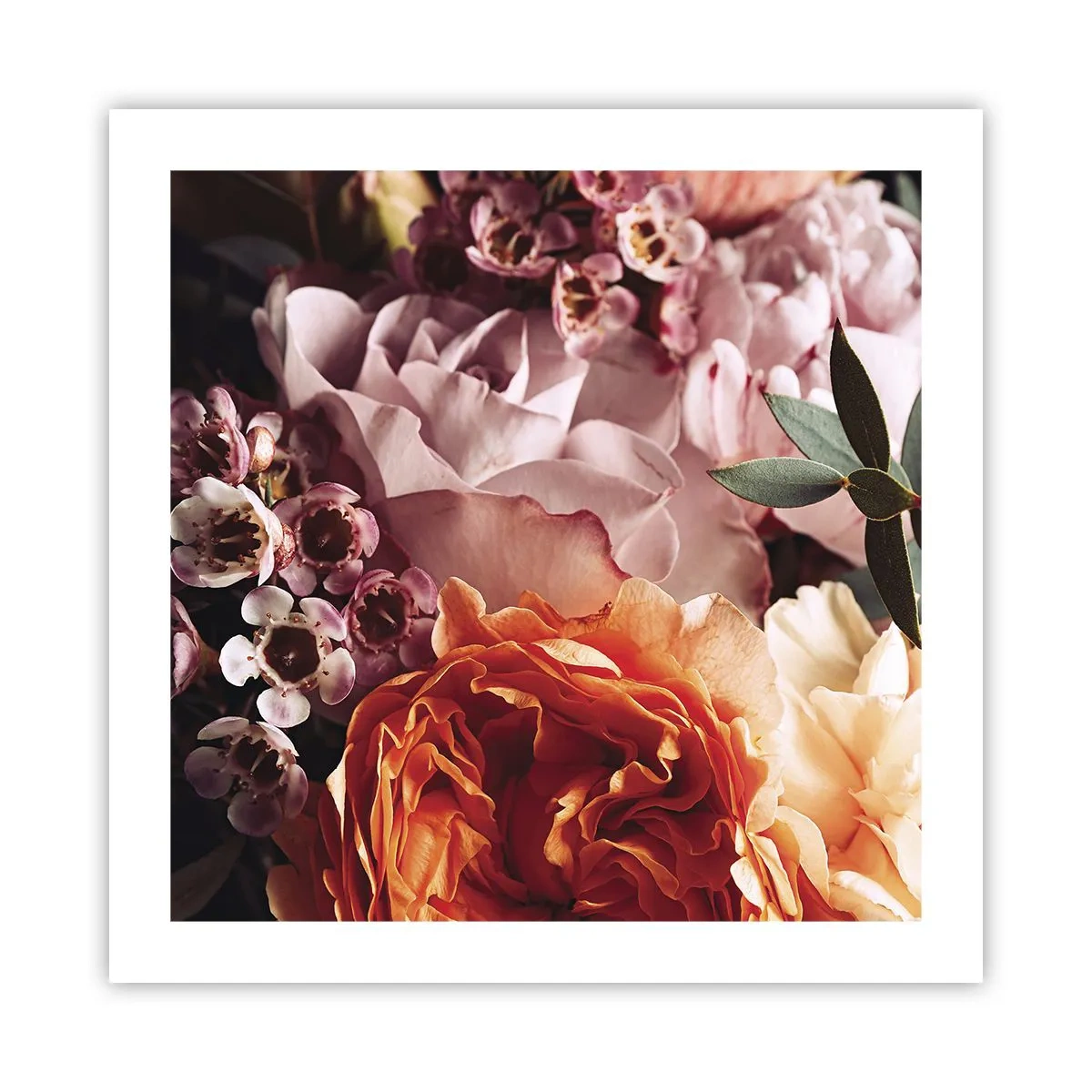 Poster - Înghesuite în frumusețe - 50x50 cm
