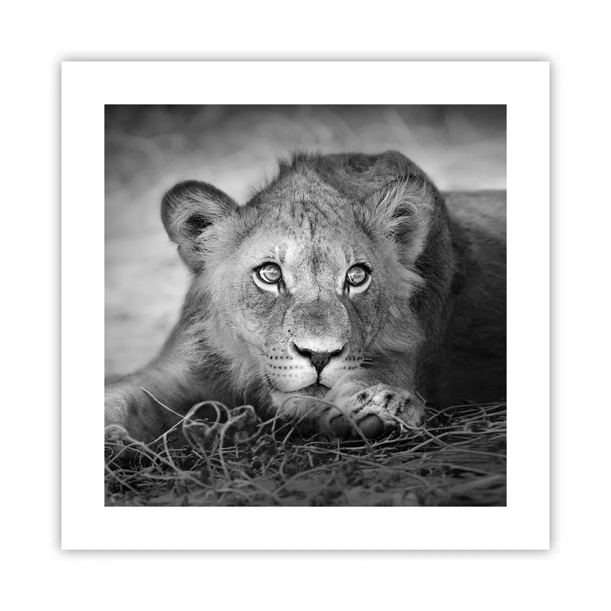 Poster - Pisicuța regală - 40x40 cm