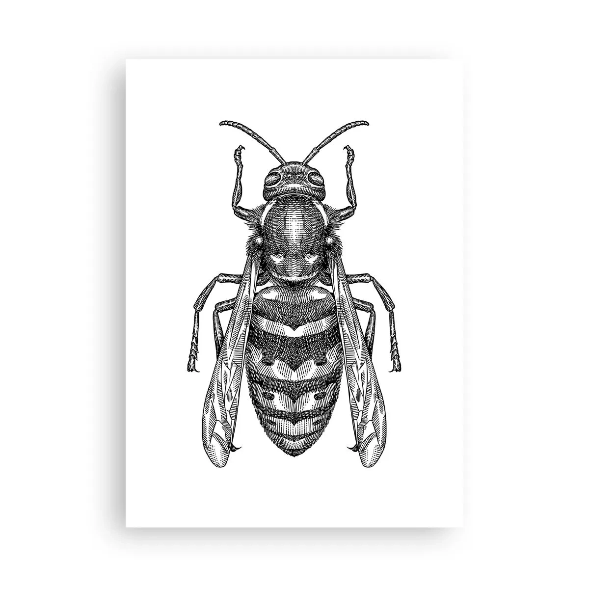 Poster - De pe o planetă de insecte - 50x70 cm