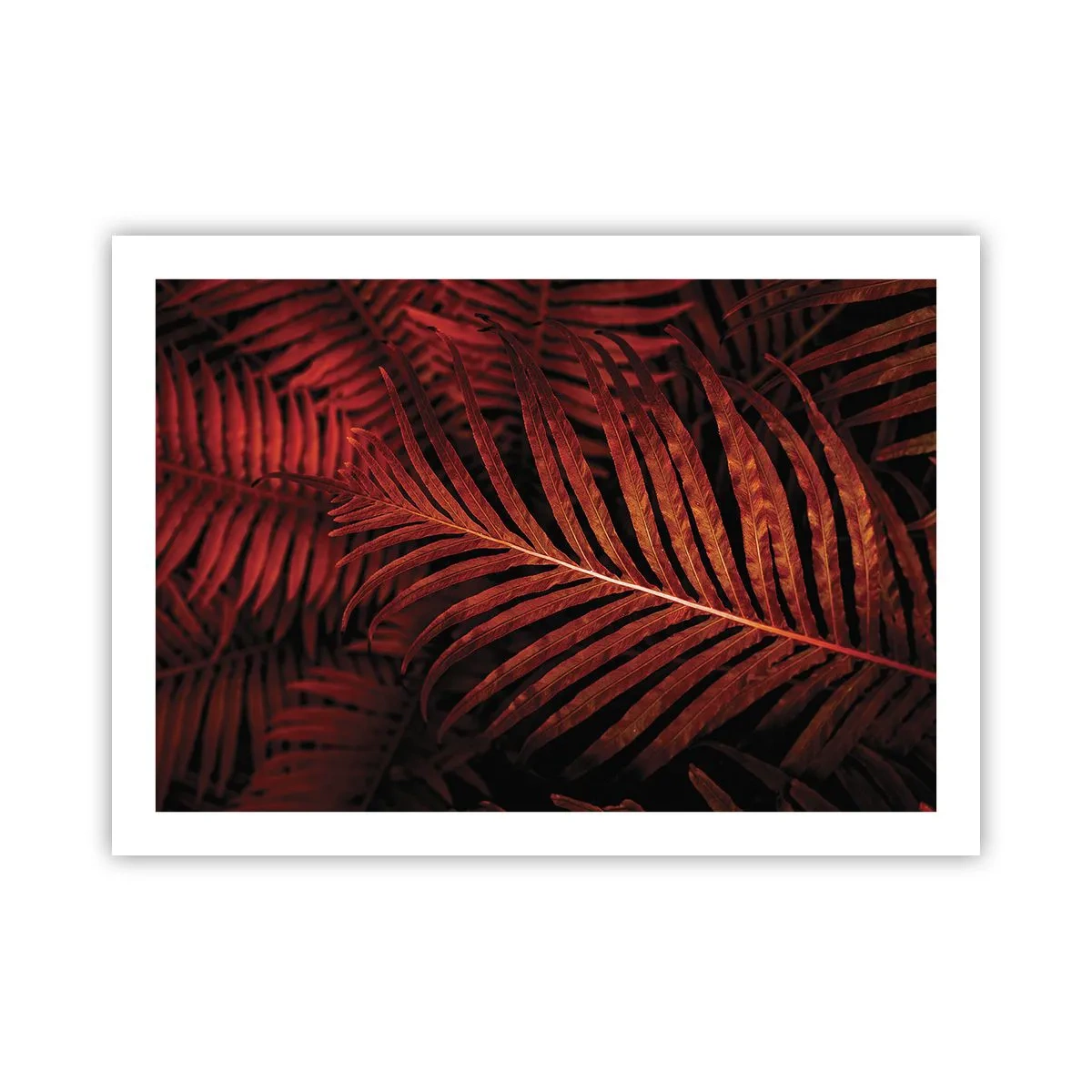 Poster - Ardoarea vieții - 70x50 cm