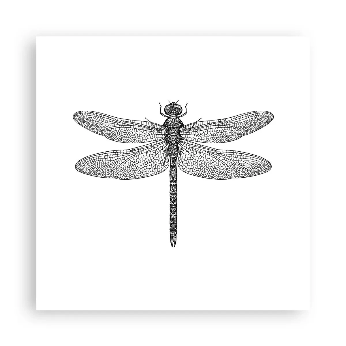 Poster - Precizia naturii - 40x40 cm