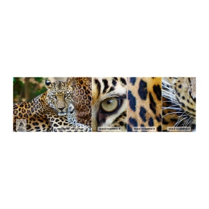 Mostră de Tapet Standard Eco - Sălbatic și liniștit - Animale, leopard, Africa - 100x30 cm