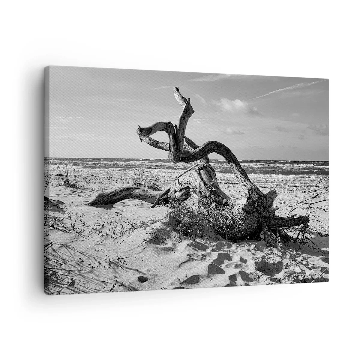 Tablou pe pânză Canvas - Peisaj alb-negru cu un copac mort pe plajă - 70x50cm - Sculptură marină - Decorațiune modernă pentru perete pentru living și dormitor ARTTOR