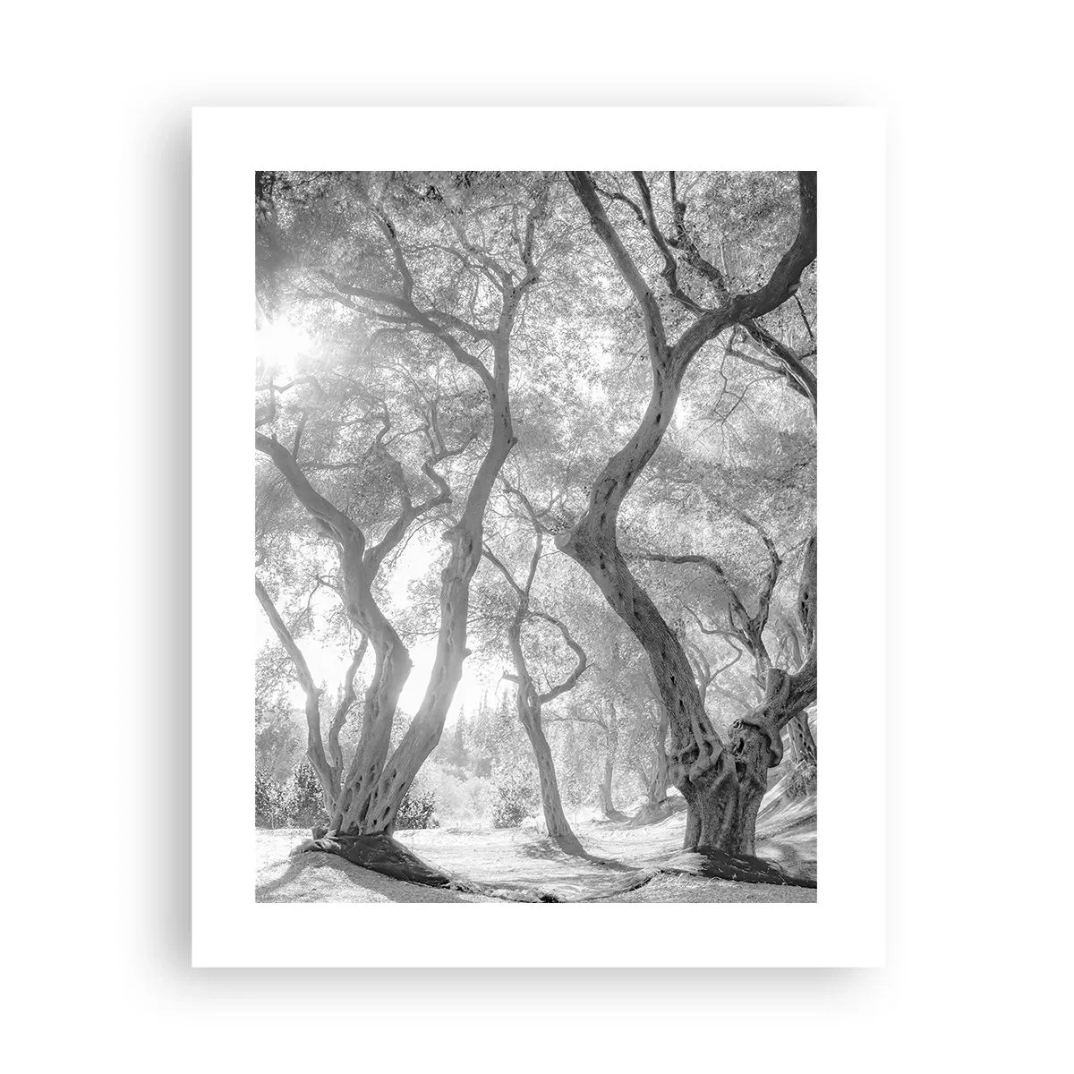 Poster - Într-o livadă de măslini - 40x50 cm
