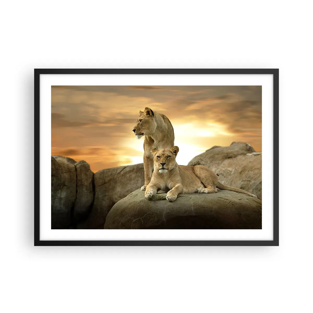 Poster în ramă neagră - Maiestate regală - 70x50 cm