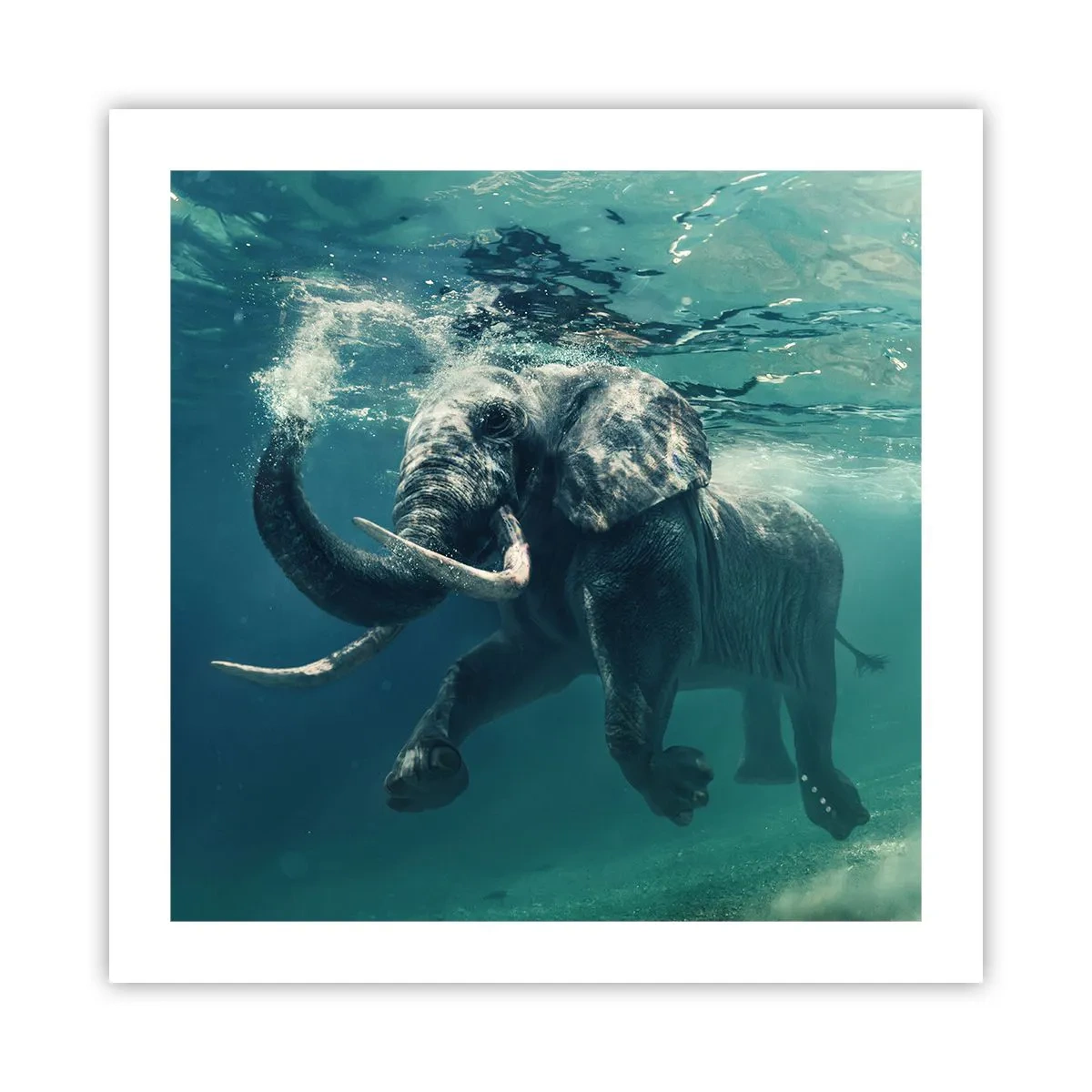 Poster - Tuturor le place să înoate - 50x50 cm