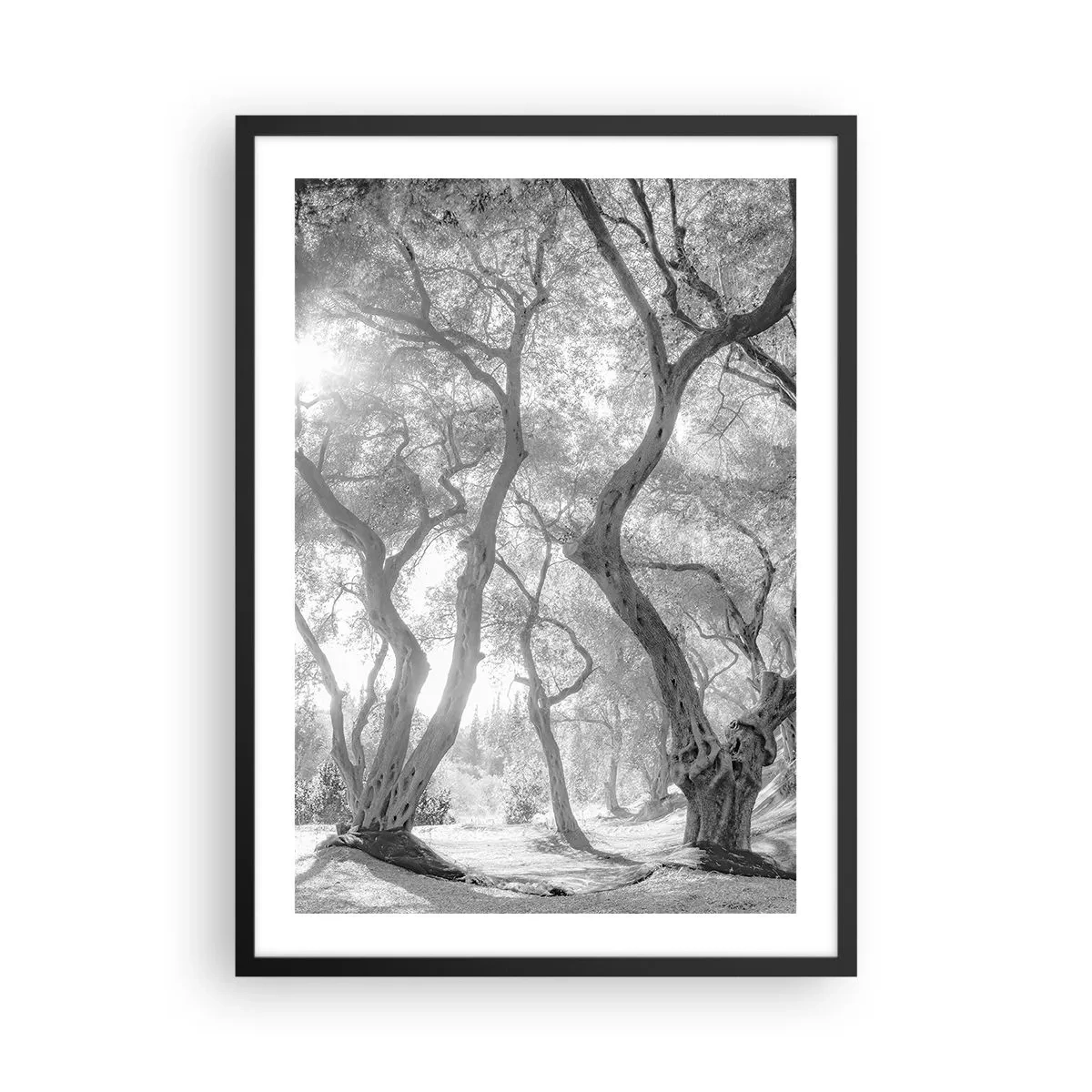 Poster în ramă neagră - Fotografie alb-negru a copacilor șerpuitori în lumina soarelui - 50x70cm - Într-o livadă de măslini - Decorațiune modernă pentru perete pentru living și dormitor ARTTOR