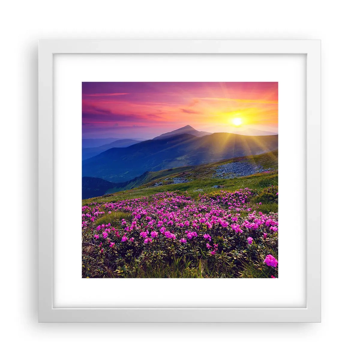 Poster în ramă albă - ... Și peste tot în jur se simte un miros de jneapăn și parfum de ierburi... - 30x30 cm