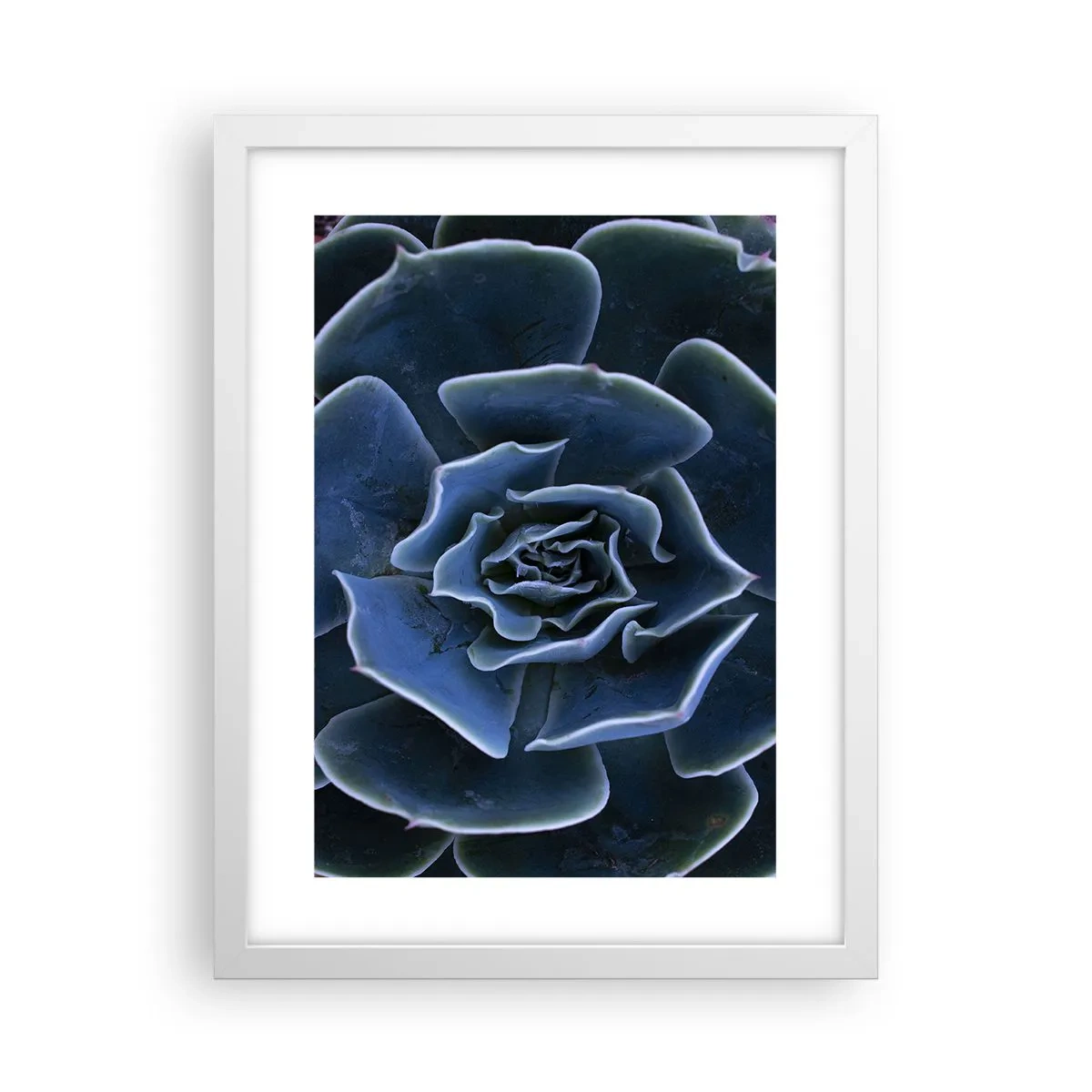 Poster în ramă albă - Floare de deșert - 30x40 cm