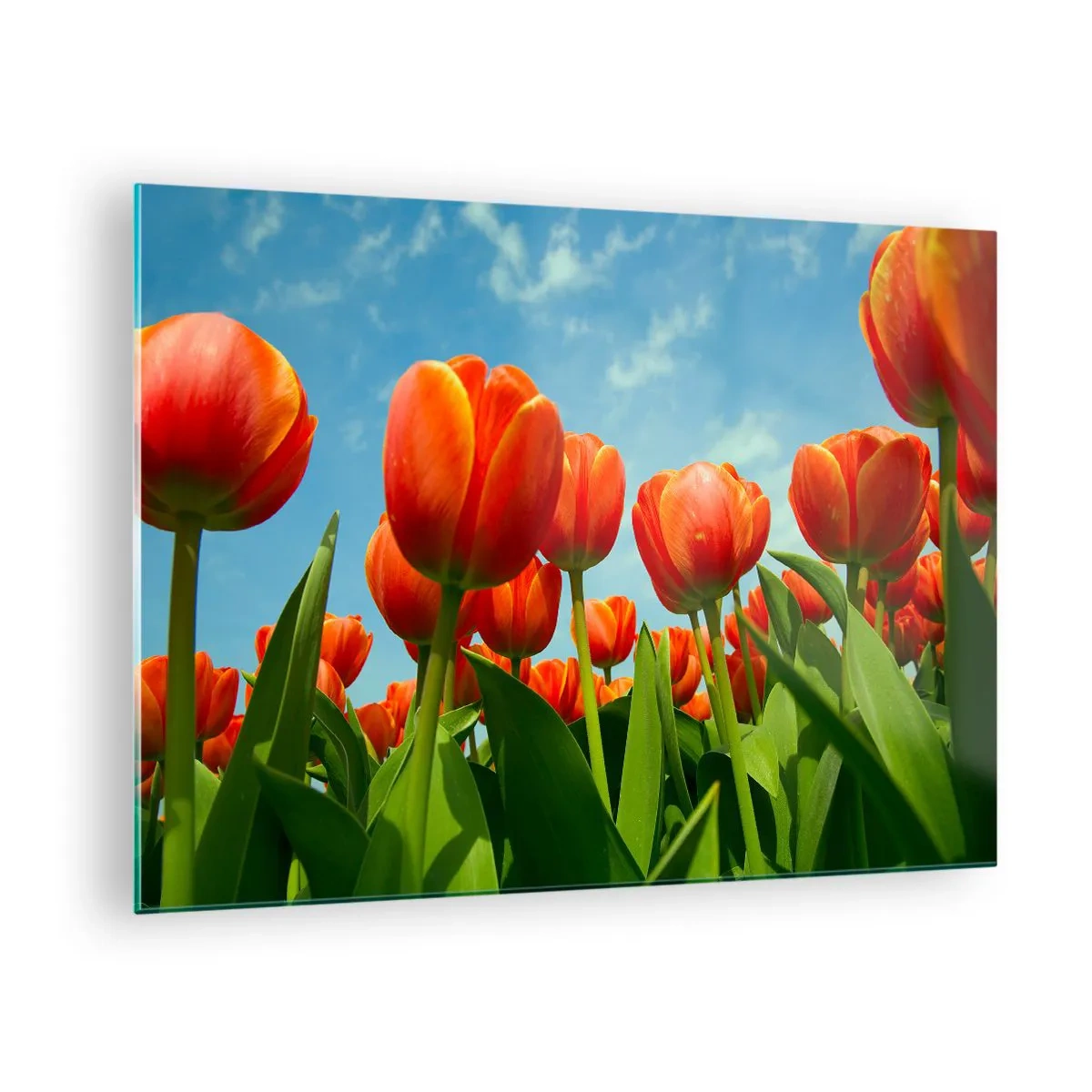 Tablou pe sticlă - Un câmp de lalele roșii sub un cer albastru - 70x50cm - Doar cerul albastru - Decorațiune modernă pentru perete pentru living și dormitor ARTTOR