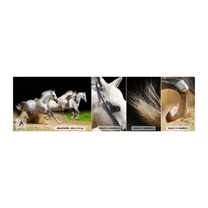 Mostră tapet autocolant Deluxe Sticker - Trei Grații - Cai, Animale, Galop - 100x30 cm