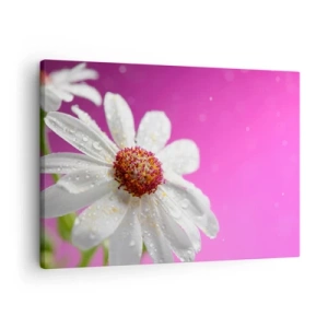 Tablou pe pânză Canvas - O margaretă albă acoperită cu picături de apă pe un fundal roz - 70x50cm - Modestă în frumusețea ei - Decorațiune modernă pentru perete pentru living și dormitor ARTTOR