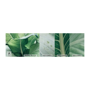 Mostră tapet Premium Sand - Viață intensă în verde - Frunze, Exotic, Botanic - 100x30 cm