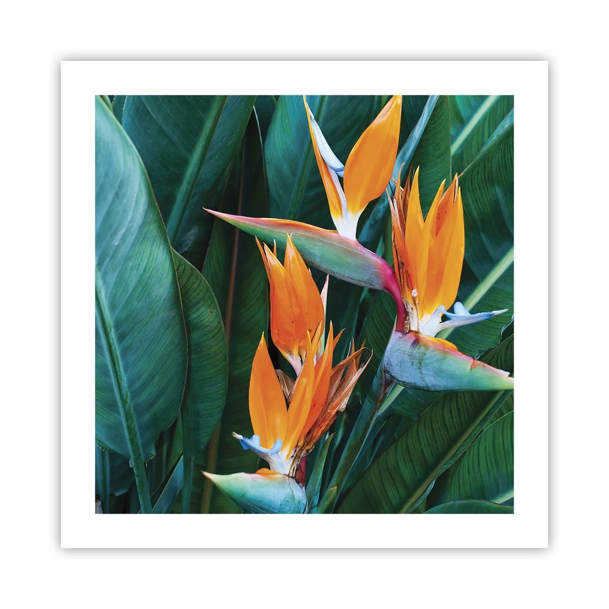 Poster - Este o floare sau o pasăre? - 50x50 cm