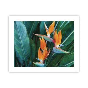 Poster - Este o floare sau o pasăre? - 50x40 cm