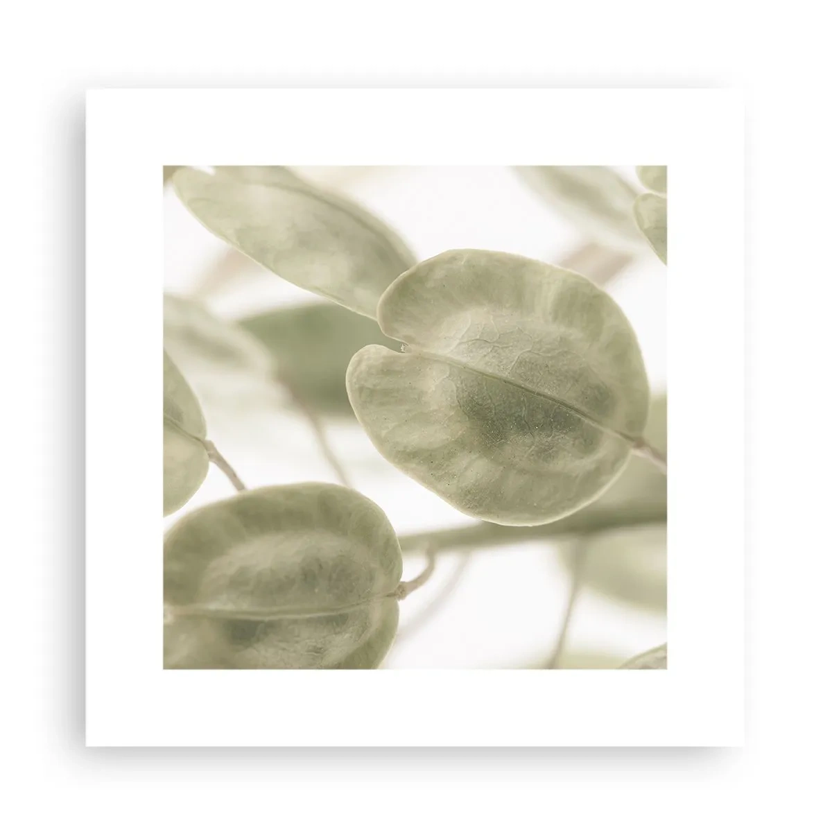 Poster - La început au fost frunzele... - 30x30 cm