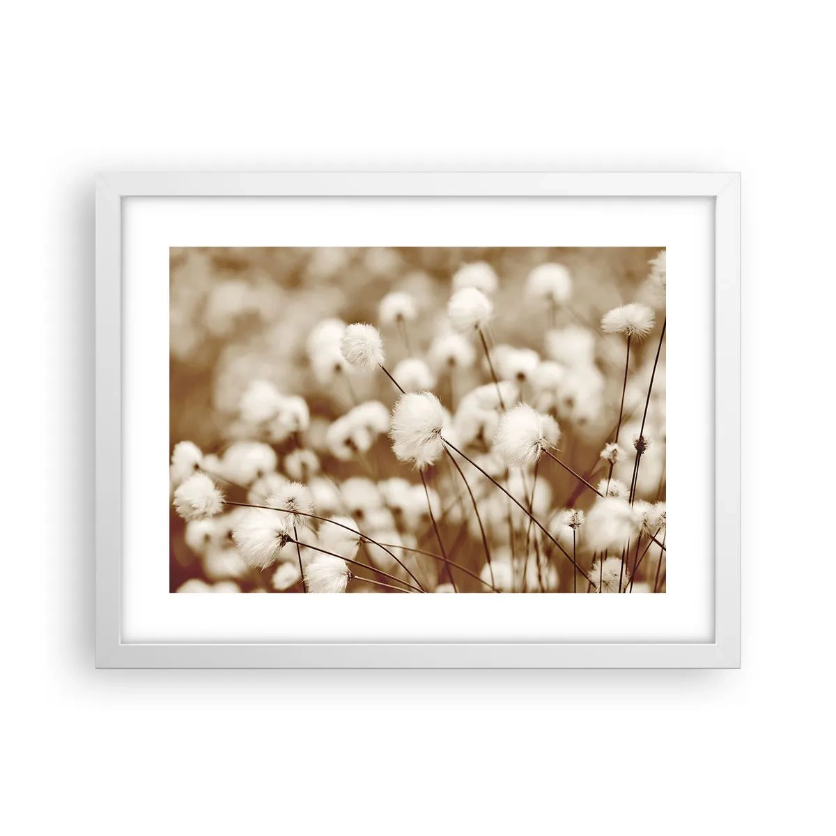Poster în ramă albă - Câmp pufos - 40x30 cm